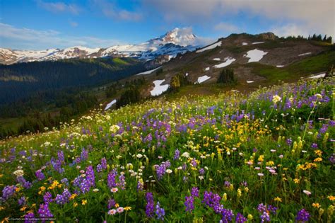 Free Download Go Back Images For Summer Wildflowers Wallpaper