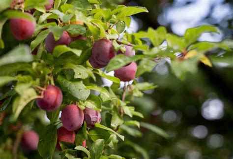 How To Grow Plum Treefruits From Seed To Harvest Check How This Guide