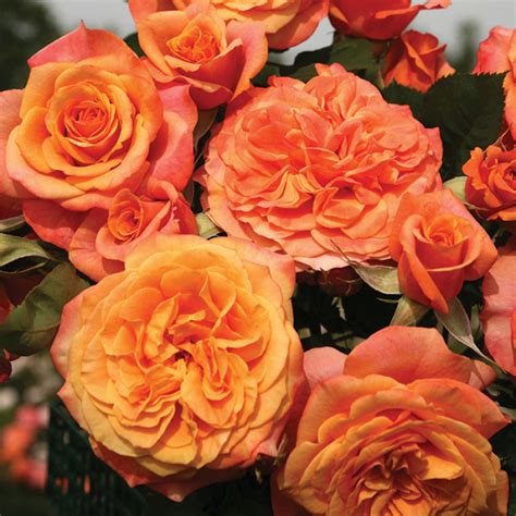 Rose, rose, i love you album version — laura fygi. Crazy Love Grandiflora Rose, Grandiflora Roses: Edmunds' Roses