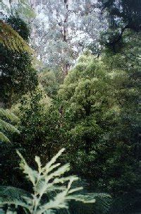 Forest have different types of plants that are useful to man and animals. ForestNetwork_Rainforest definition