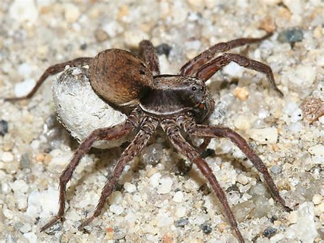 Wolf Spider With Egg Sac