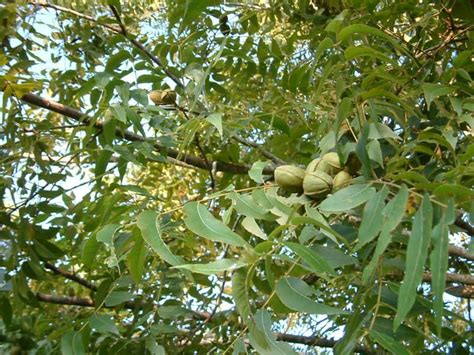 Common Diseases Of Pecan Trees Gardening Channel