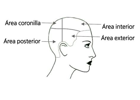 Pin Em Diagrama De Corte De Cabello Paso A Paso