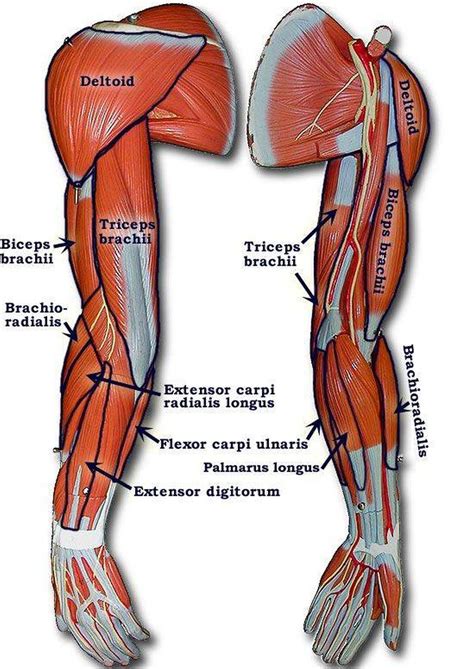 Find the best weight lifting exercises that target each muscle or groups of muscles. Pictures Of Arm Muscles