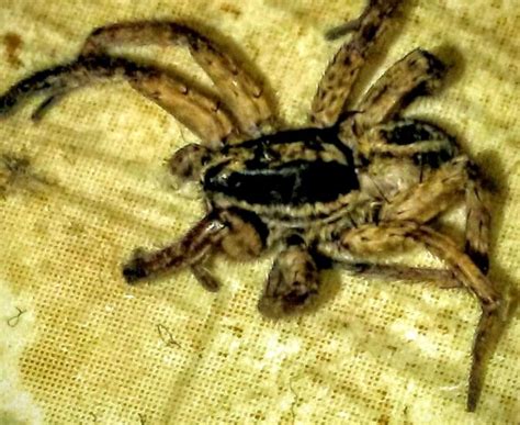Lycosidae Wolf Spiders In Cordova Tennessee United States