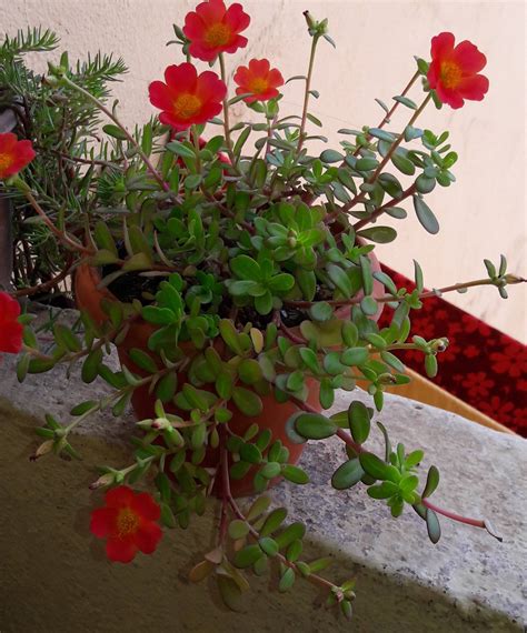 If the succulent features distinctive flowers, that information can be useful for identification. identification - What is this plant that has small red ...
