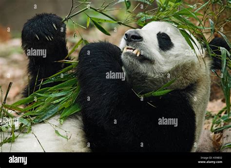 Giant Panda Ailuropoda Melanoleuca Feeding On Bamboo Chengdu Panda