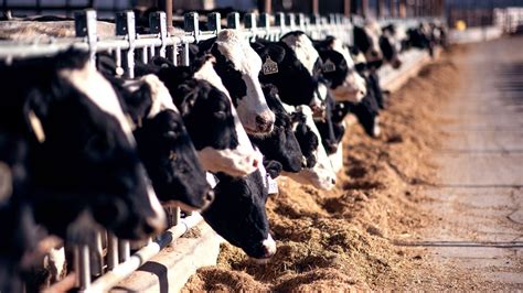 Dairy Farmers Of America Purchases First Verified Carbon Credits In
