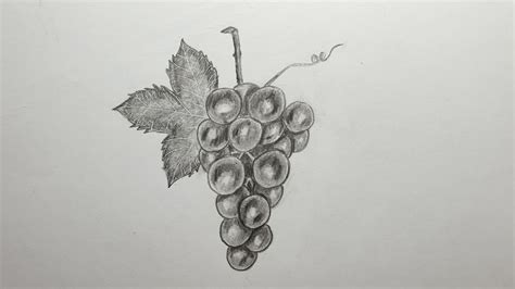 How To Draw Grapes For Beginners Youtube