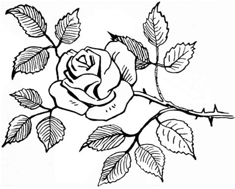 23 Contoh Gambar Sketsa Bunga Mawar Galeri Bunga Hd