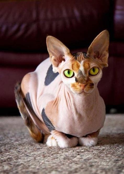 Bildergebnis Für Sphynx Cat Aesthetic Cute Animals Hairless Cat Cats