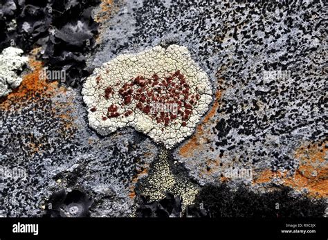 Different Crustose Lichen Growing On A Stone Stock Photo Alamy
