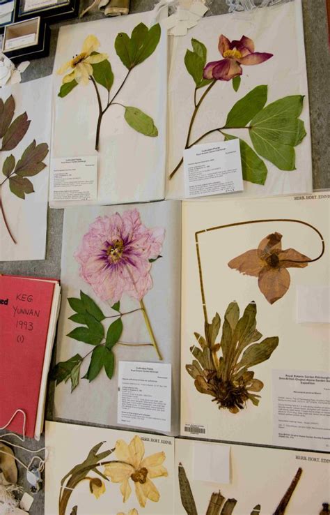 Are half the specimens in the herbarium at Edinburgh ...