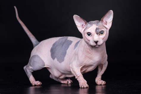 A Hairless Cat Dog