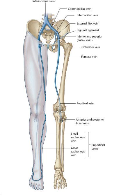 Learn about more than 20 muscle & bone diseases. Anatomy of the knee (Bones Muscles Arteries Veins Nerves ...