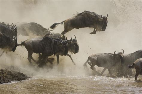 Blue Wildebeest Crossing Mara River Photograph By Suzi Eszterhas Pixels