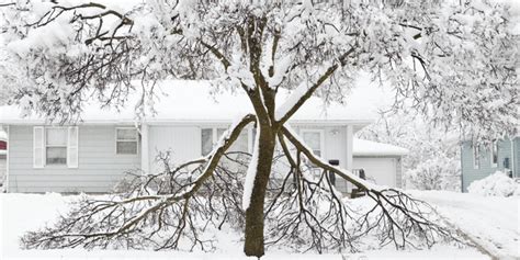 Winter Tree Damage How To Prevent Recognize And Fix It Utreesunlimitednj