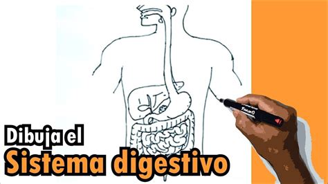 Dibujos del cuerpo humano 1 9 Cómo dibujar el sistema digestivo