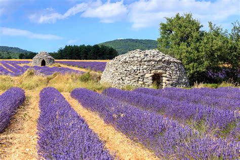 Quick Guide To The Lavender Fields Provence 2024 France Bucket List