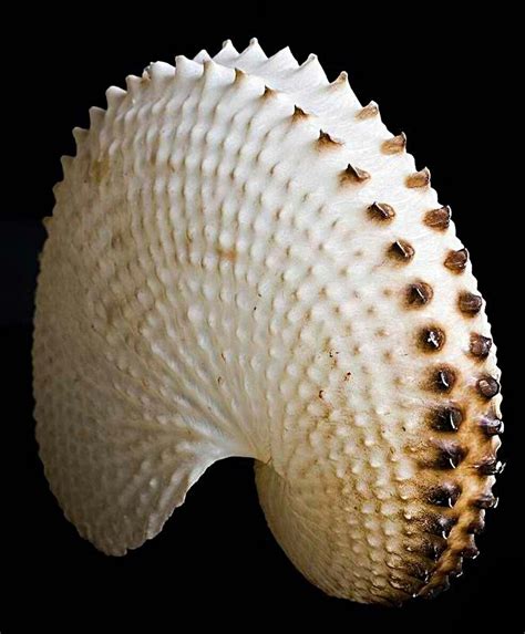 Paper Nautilus Shell Argonaut Shell Collection Green Collection