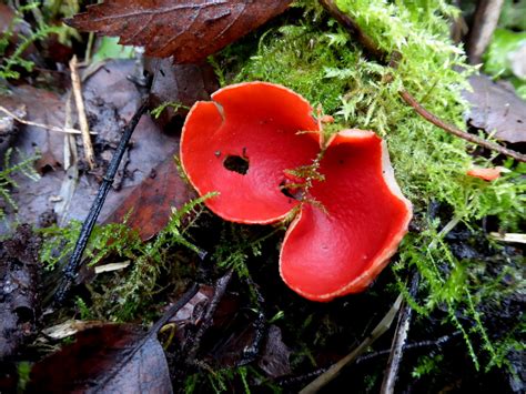 Sarcoscypha Austriaca Scarlet Elfcup © Kenneth Allen Geograph