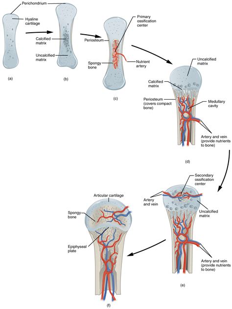 Drag the labels to identify the structures of a long bone. File:608 Endochrondal Ossification.jpg - Wikimedia Commons