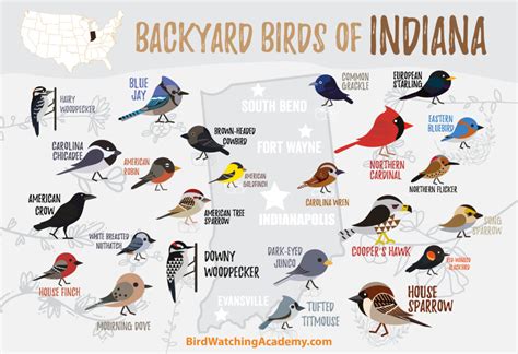 Backyard Birds Of Indiana Bird Watching Academy