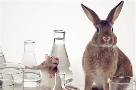 The cosmetics directive provides the regulatory framework for the phasing out of animal testing for cosmetics purposes. New Zealand Bans Animal Testing for Cosmetic Products ...