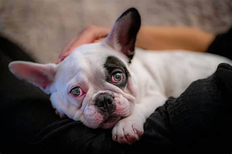 Französische Bulldogge Foto & Bild | tiere, haustiere, hunde Bilder auf ...