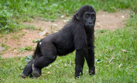 Western Lowland Gorilla Fun Facts Interesting Primates Park