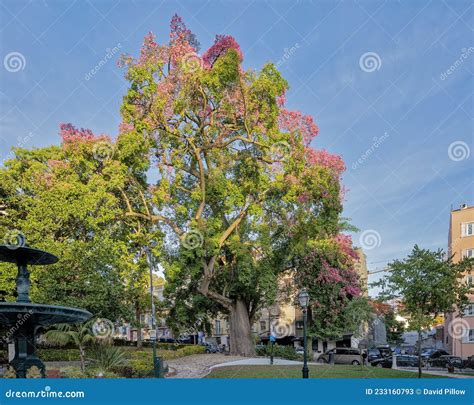 Ceiba Speciosa The Silk Floss Tree In Praca Da Alegria In Lisbon