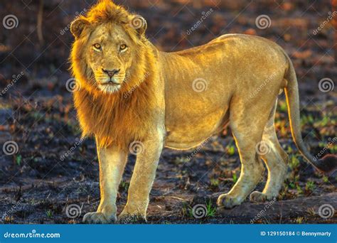 Male Lion Standing Stock Photo Image Of Africa Five 129150184