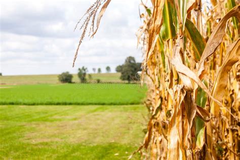 Corn Stalk On A Farm Stock Image Image Of Harvest Countryside 87397803