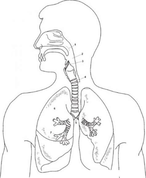Dibujo Del Sistema Respiratorio Para Colorear