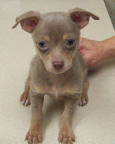 Adorable Lilac Chihuahua Puppy Chihuahua Puppies Cute Chihuahua