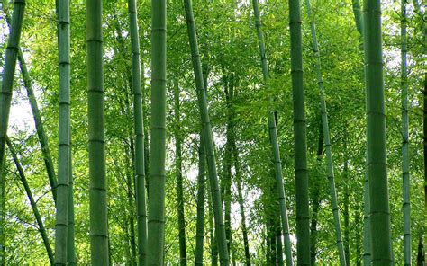 Free Download Bamboo Desktop Wallpaper 9 Shunan Bamboo Wallpaper Green