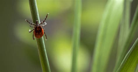 Ticks And Lyme Disease What You Need To Know Naturopathic Doctor