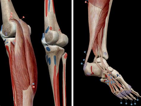 Impara L Anatomia Muscolare Muscoli Della Flessione Plantare