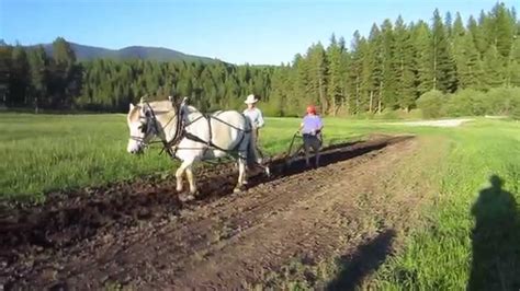 Doc Barbara And Solven Plowing With Single Horse Drawn Plow Youtube