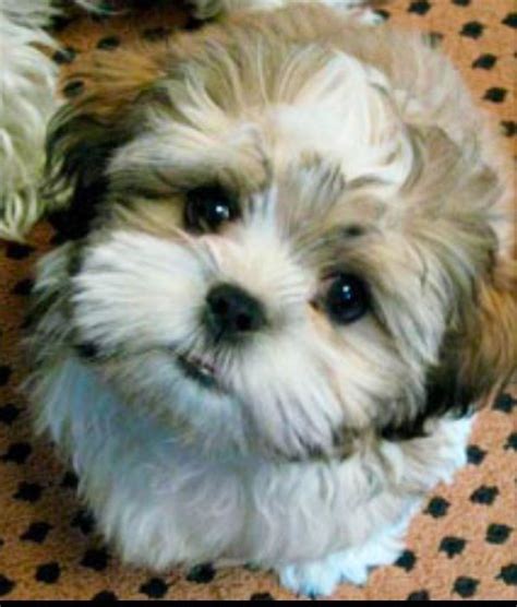 Teddy Bear Dog Shichon Aw Pinterest Cute Little Puppies
