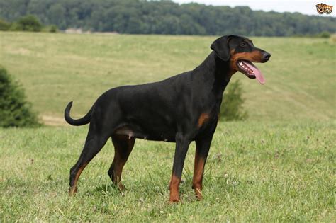 What are the main diffrences between a male and a female. Dobermann Dog Breed | Facts, Highlights & Buying Advice ...