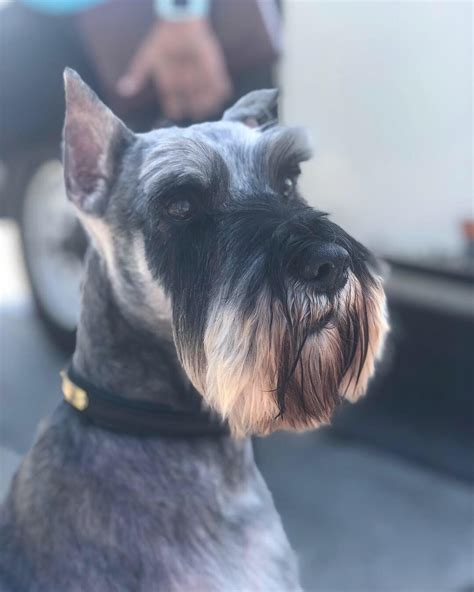 Miniature Schnauzer Haircut Pictures What Hairstyle Is Best For Me