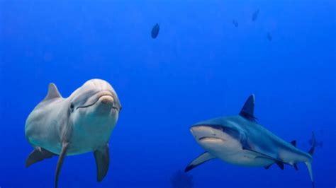 Do Sharks Eat Dolphins American Oceans