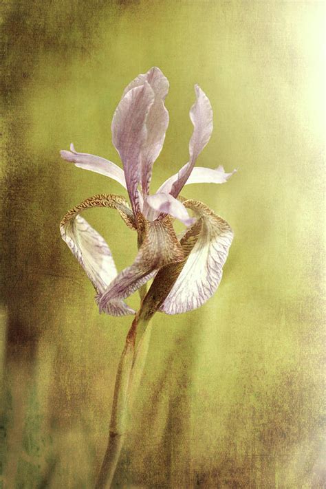 Purple Iris Photograph By Jackie Farnsworth Fine Art America