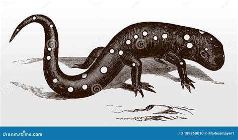 Spotted Salamander Or Ambystoma Maculatum Vintage Engraving Cartoon