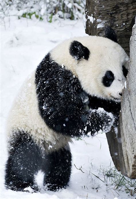 Update First Snow For Baby Panda Zooborns