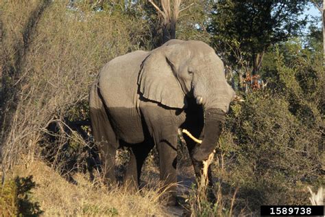 African Elephant Loxodonta Africana Proboscidea Elephantidae 1589738