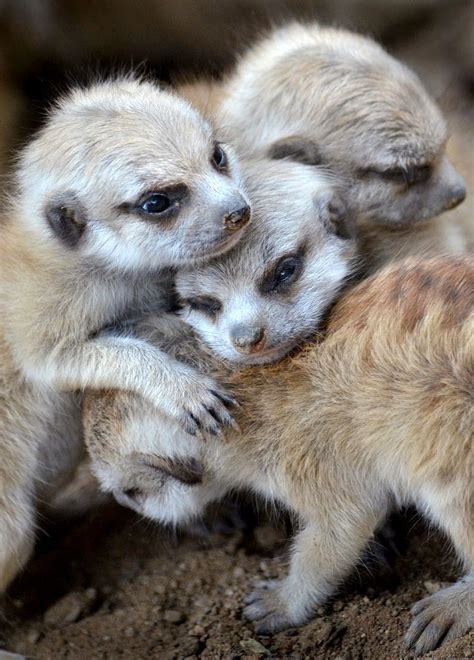 Adorable Little Meerkat Babies In A Group Hug Ion Moe In 2020 Cute