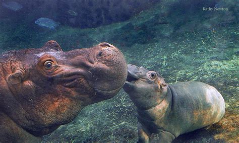 Heres Why Everyone Loves Fiona The Little Hippo That Could With Images Cute Hippo Fiona