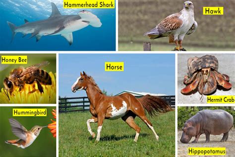 Animals That Start With H List With Pictures And Facts Hello Updates
